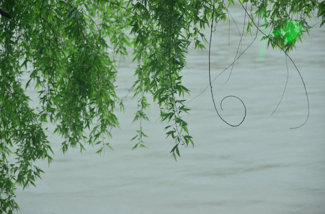 雨後運河畔，枕河居盡顯愜意慵懶