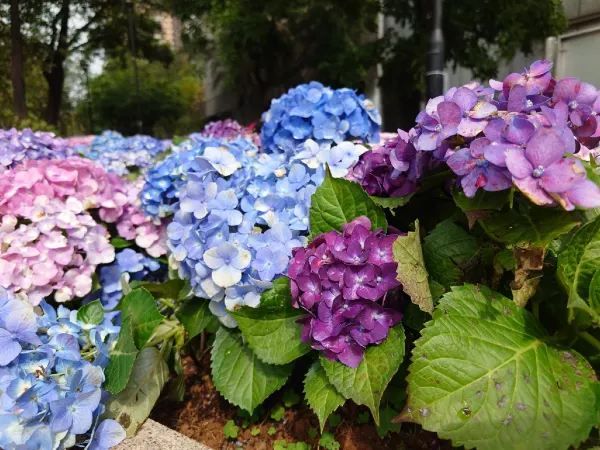 探索天水圍的繡球花奇觀 🌸