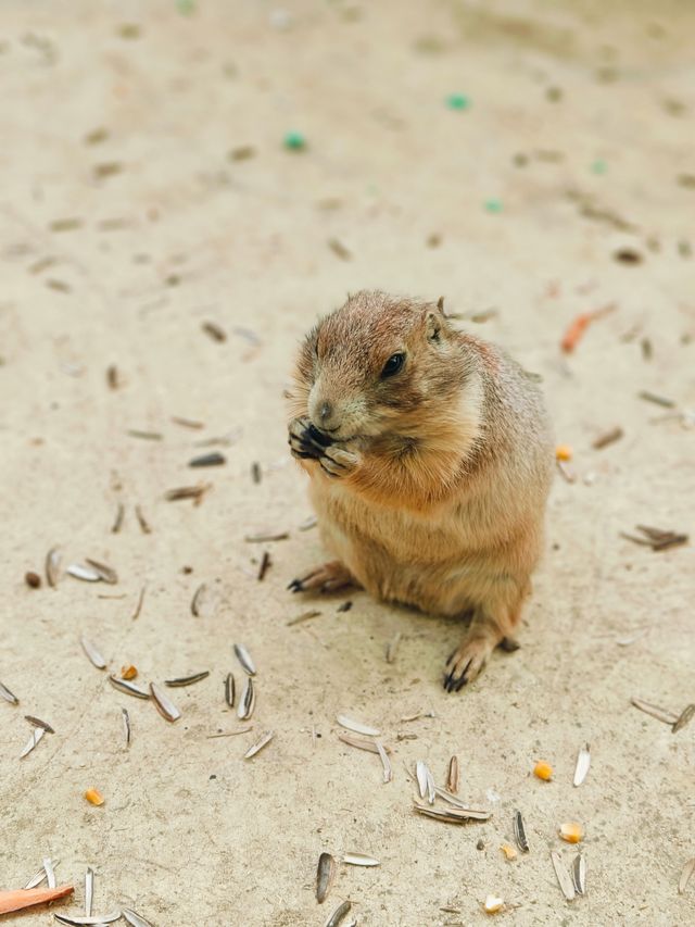 安吉嘉樂比萌寵樂園：超萌超可愛嘅毛茸茸小動物