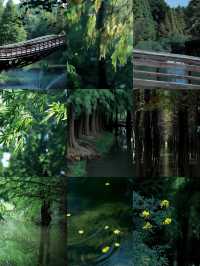 昆明翠湖麗瑞德酒店——昆明海洪濕地公園
