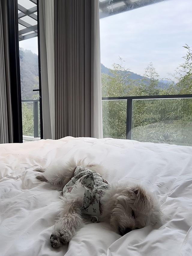 桐廬康萊德｜喺富春山居圖入面，同毛孩玩樂