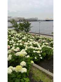 台場 | 繡球花的絢麗盛宴