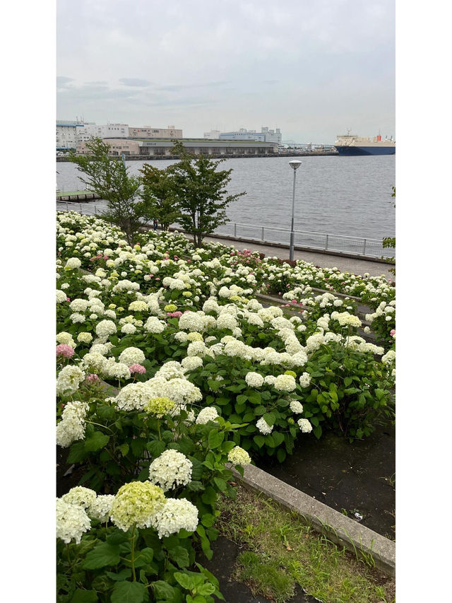台場 | 繡球花的絢麗盛宴