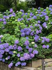 東京賞繡球花 | 多摩川台公園祕境
