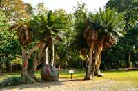 西雙版納熱帶植物園：熱帶植物王國