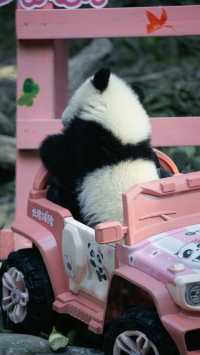 聽勸廣州長隆野生動物園南門入真係正