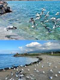 青海湖6月旅行全攻略 | 邂逅高原藍寶石與金黃花海