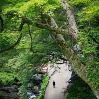 大阪隱藏版寶藏地✨箕面公園：瀑布、古寺與森林的完美邂逅