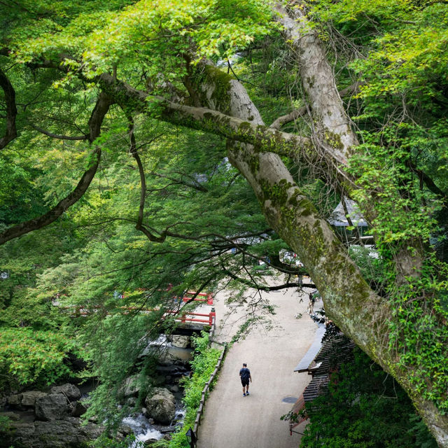 大阪隱藏版寶藏地✨箕面公園：瀑布、古寺與森林的完美邂逅