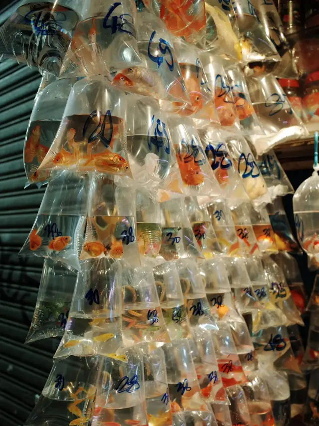 Checking off my dream spots before departure! Strolling through the streets and alleys of Hong Kong with "The Ship of Theseus"