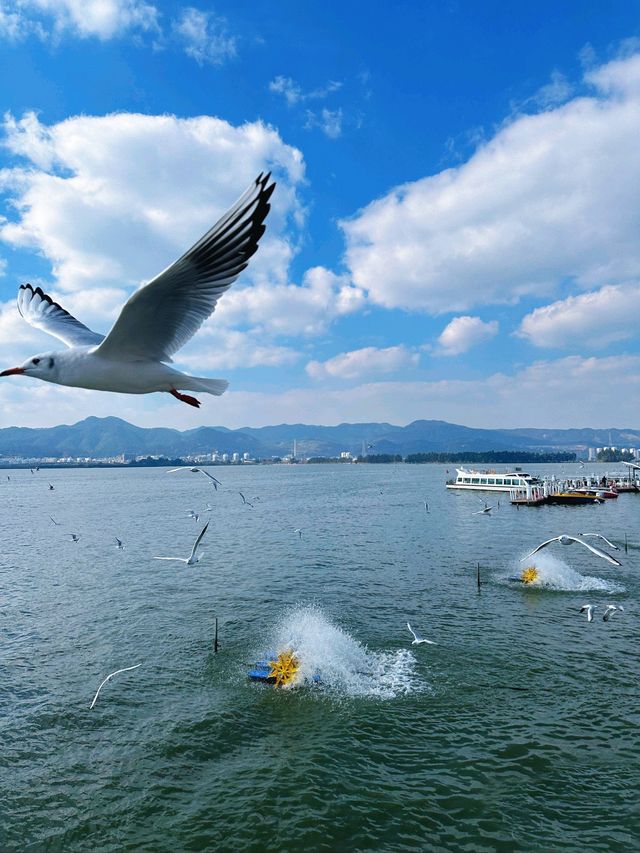 各位寶貝們好呀，今日為大家帶來一份滇池嘅旅遊攻略，等大家可以少走冤枉路~   滇池最佳遊玩時間   11月-3