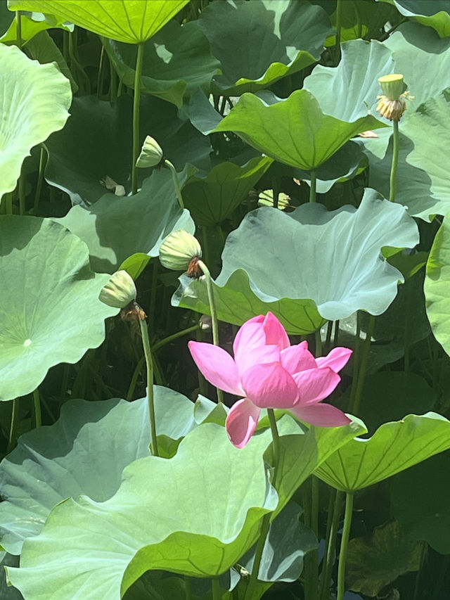 夏日賞荷，感受一份美好與寧靜