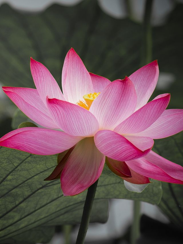 西湖嘅夏天真係正到爆