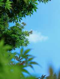 自然之居，山野之趣 | 青城後山避暑兼摘水果
