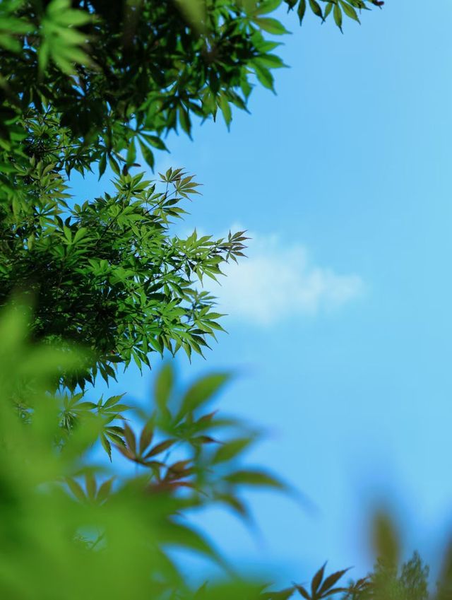 自然之居，山野之趣 | 青城後山避暑兼摘水果