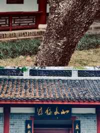 漫步柳侯尋古韻