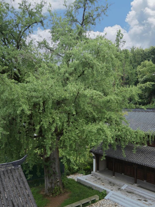 杭州40分鐘直達！呢座千年古鎮人少景靚仲免費｜附小眾文藝玩法