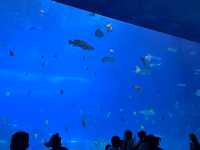 48小時玩轉海洋王國親子黨狂刷10大項目+食住行價格全揭