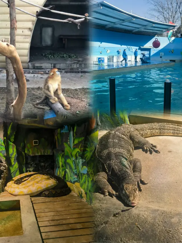 Xi'an's Latest Family-Friendly Spot|The New Exhibition Area at Qinling Wildlife Park Stunningly Debuts!