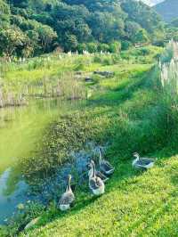 深圳公園天花板恩上濕地公園全攻略