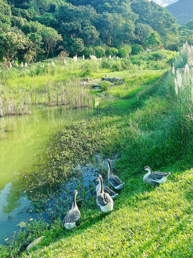 深圳公園天花板恩上濕地公園全攻略