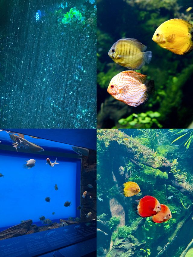 以為海洋館已經夠美了，直到到了水底森林