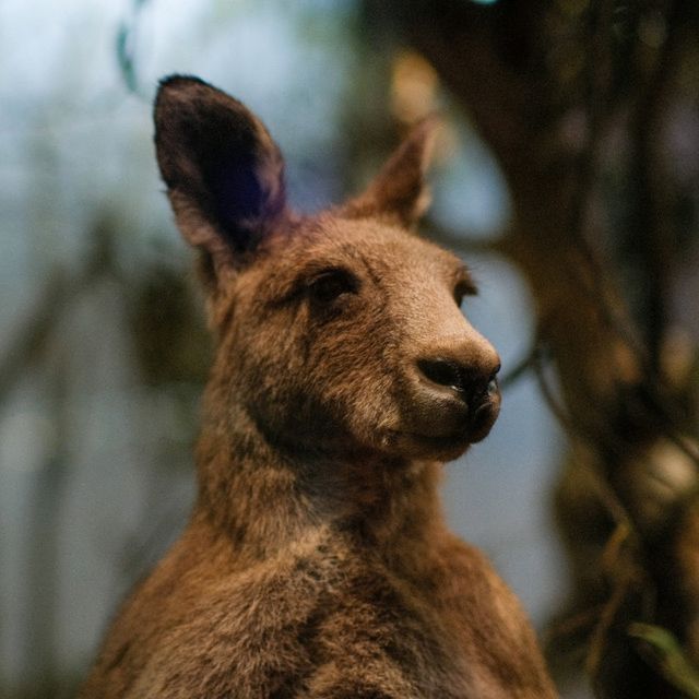 🦴 Natural History Museum Helsinki – A Journey Through Time and Nature