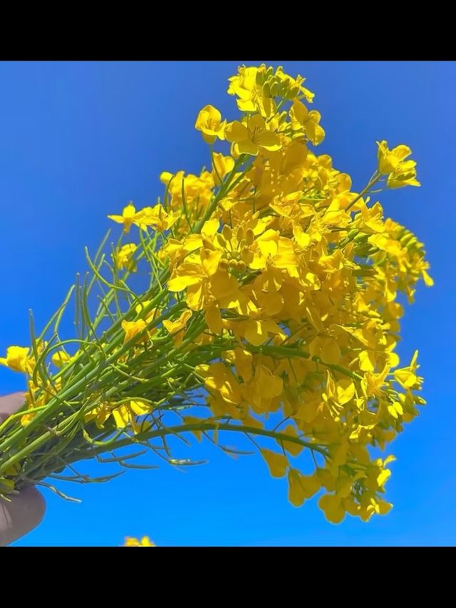 七彩花海在雲端！昆明福保村假裝在新西蘭