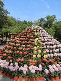 銀川人速衝！中山公園菊花直接開成童話