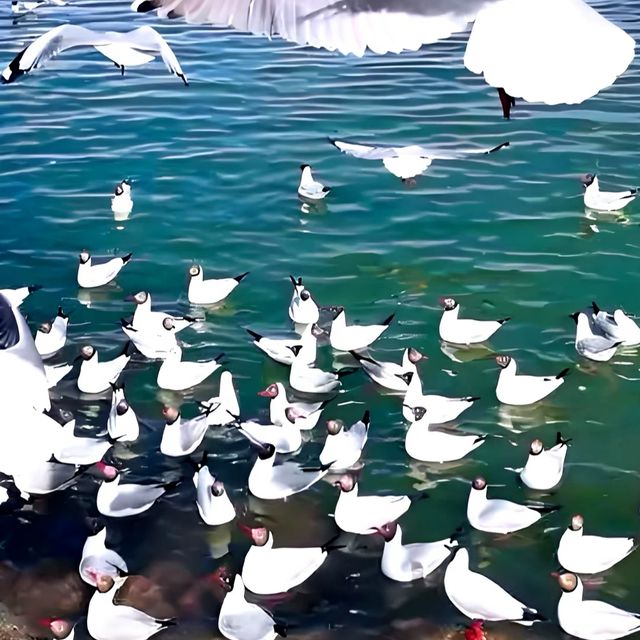 西寧市旅遊攻略