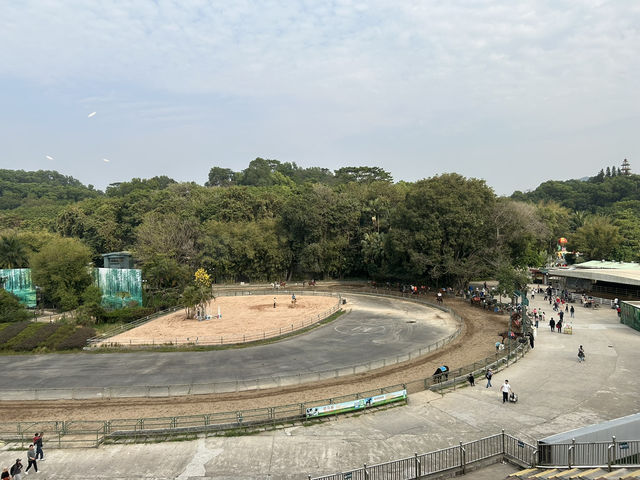 🐅 深圳野生動物園｜邊喝咖啡邊看「百獸盛宴」的奇幻體驗
