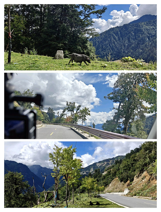 美麗的德貢公路