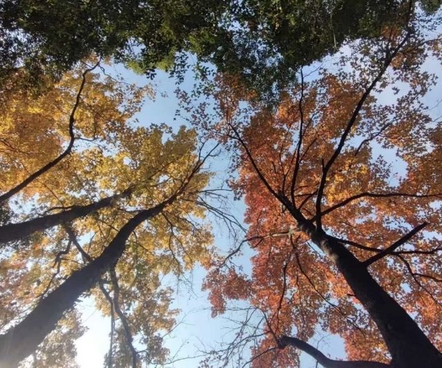 秋日限定童話世界，天台山徒步路線推薦！