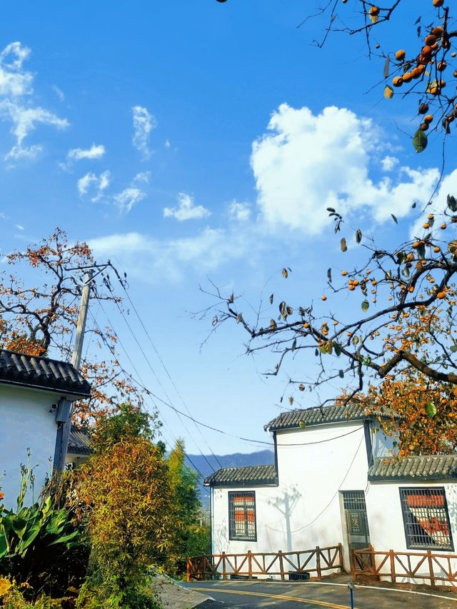 武漢2h直達！中國甜柿第一村，秋天就該這麼玩