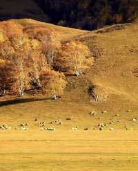 河北私藏!張北壩上3天2夜攻略,解鎖草原自由與避坑指南