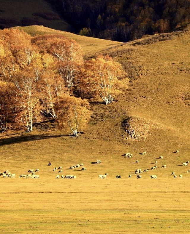 河北私藏!張北壩上3天2夜攻略,解鎖草原自由與避坑指南 河北私藏!張北壩上3天2夜攻略,解鎖草原自由與避坑指南