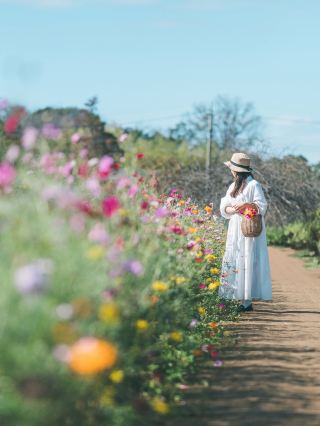 Solo Travel Photography｜Chiba·Akebono-yama Agricultural Park Flower Sea Diary