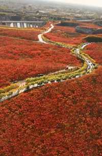 蔣福山紅葉林攻略:京津冀秋日秘境,漫山紅楓美到窒息!
