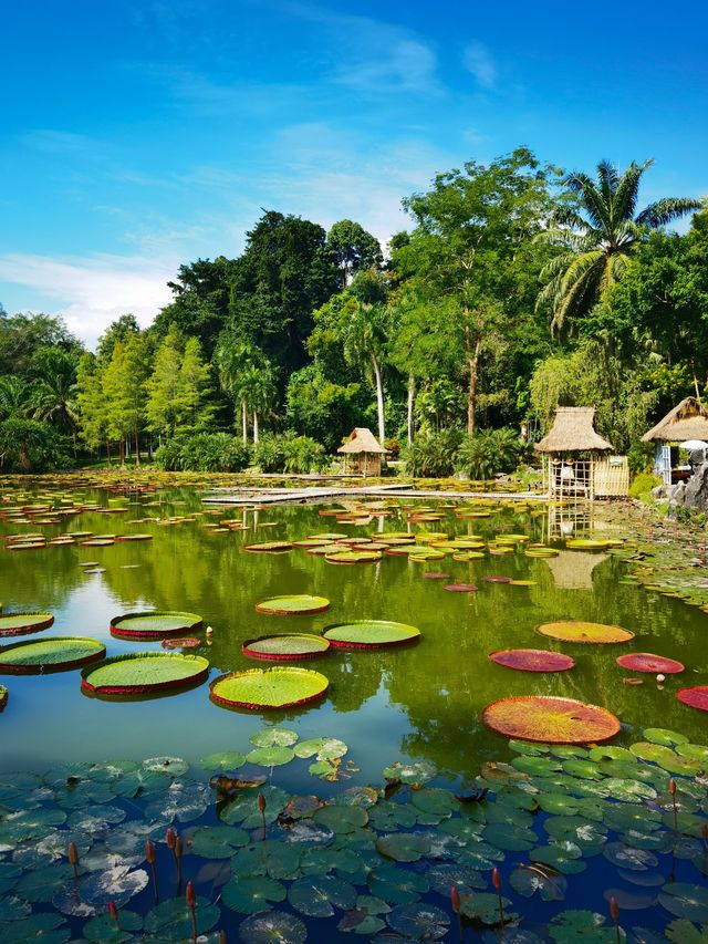 西雙版納三日遊 西雙版納三日遊