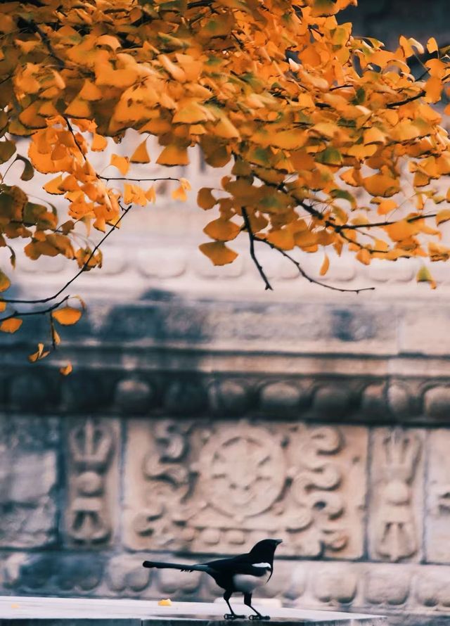 稷山縣是一個擁有豐富旅遊資源的地方 稷山縣是一個擁有豐富旅遊資源的地方