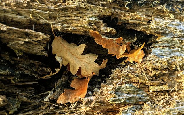 Hidden Gem of Serenity Hidden Gem of Serenity