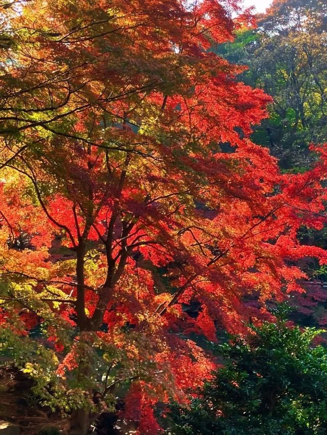 東京周邊8個絕美賞楓之地~