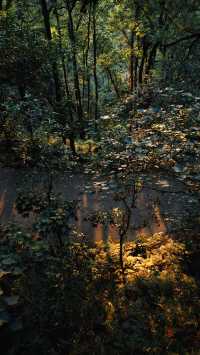 城市森林漫步天花板