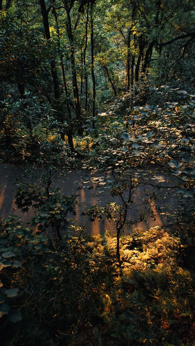 城市森林漫步天花板