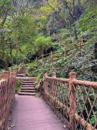 帶娃吸氧去!成都1.5h直達的森林徒步路線