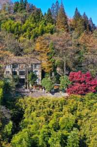 楓情莫干,醉美深秋