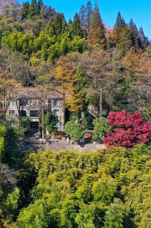 楓情莫干,醉美深秋 楓情莫干,醉美深秋