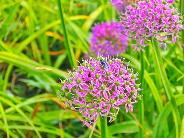 藏在貴州的 “高山小草原”，騎馬看雲超治癒！  貴州一處能 “假裝在內蒙古” 的寶藏地 —— 二台坡
