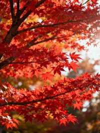 霜染鍋盔楓似火，暖居枕葉醉秋光