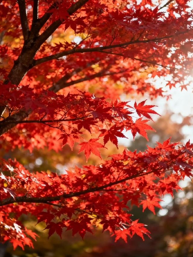 霜染鍋盔楓似火，暖居枕葉醉秋光